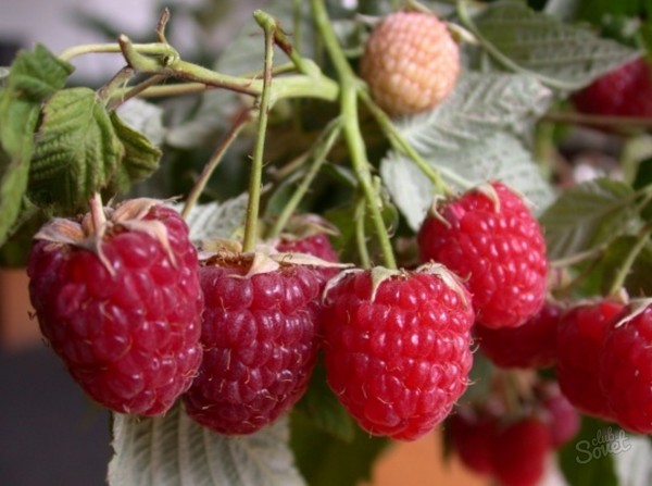 The best varieties of raspberries - descriptions, planting and care, photo