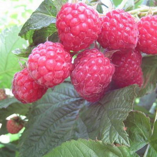 The best varieties of raspberries - descriptions, planting and care, photo