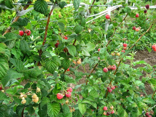 The best varieties of raspberries - descriptions, planting and care, photo