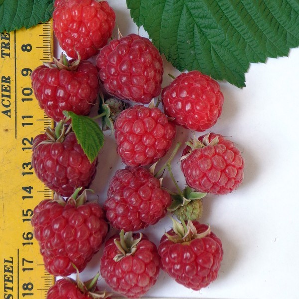 The best varieties of raspberries - descriptions, planting and care, photo