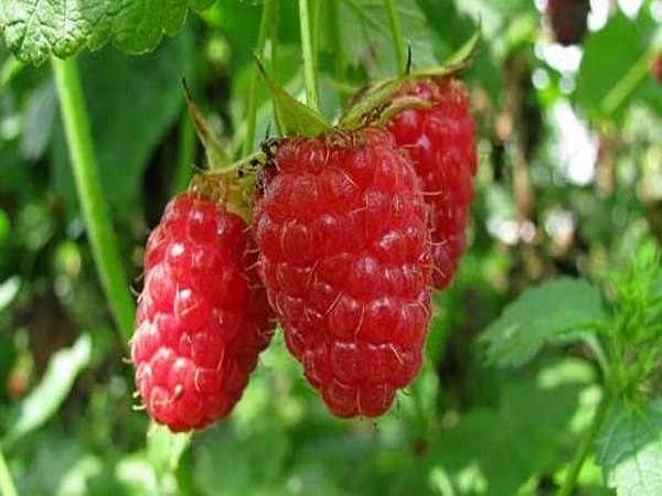 The best varieties of raspberries - descriptions, planting and care, photo