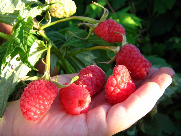 The best varieties of raspberries - descriptions, planting and care, photo