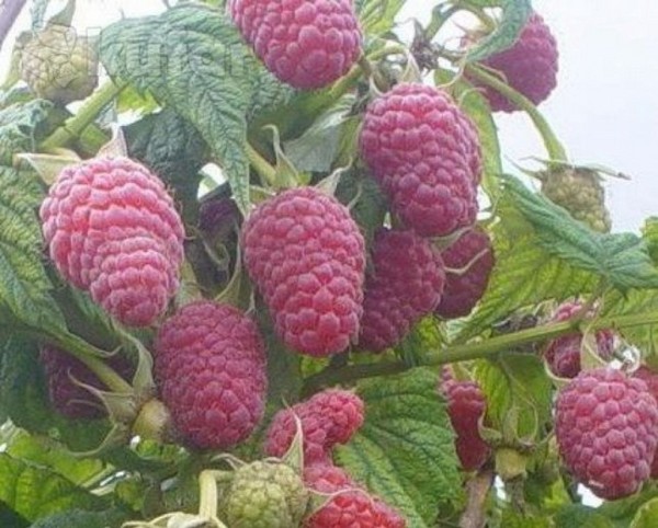 The best varieties of raspberries - descriptions, planting and care, photo