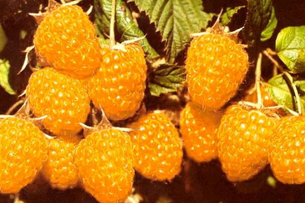The best varieties of raspberries - descriptions, planting and care, photo