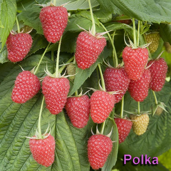 The best varieties of raspberries - descriptions, planting and care, photo