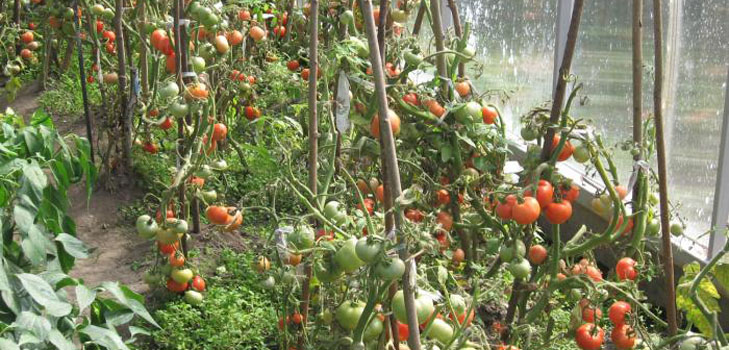 The best varieties of tomatoes for greenhouses
