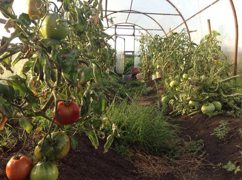 The best varieties of tomatoes for greenhouses