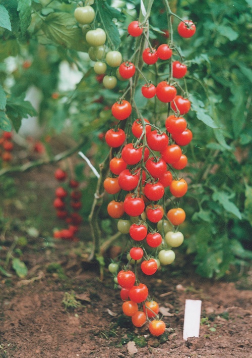 The best varieties of tomatoes for greenhouses
