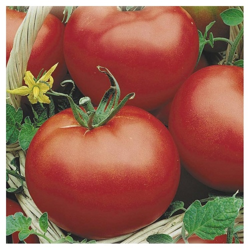 The best varieties of tomatoes for greenhouses