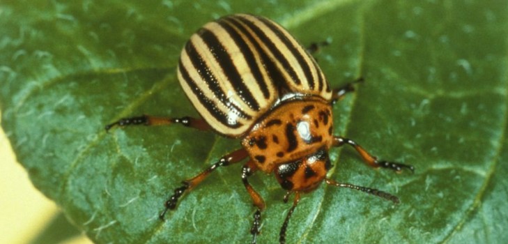 Overseas invader: effective methods of combating the Colorado potato beetle