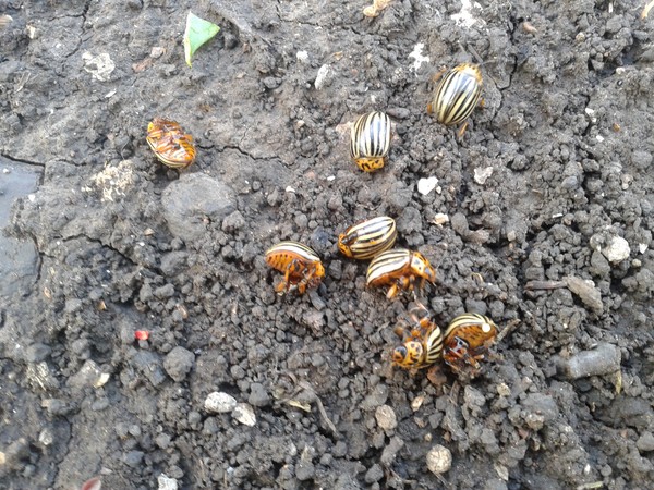 Overseas invader: effective methods of combating the Colorado potato beetle Overseas invader: effective methods of combating the Colorado potato beetle