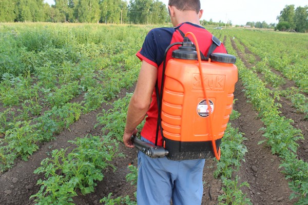 Overseas invader: effective methods of combating the Colorado potato beetle