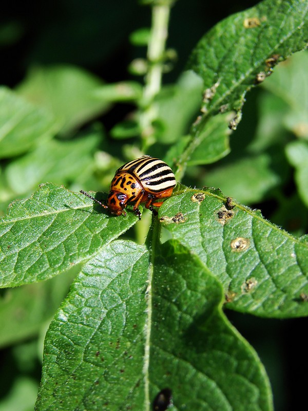 Overseas invader: effective methods of combating the Colorado potato beetle Overseas invader: effective methods of combating the Colorado potato beetle
