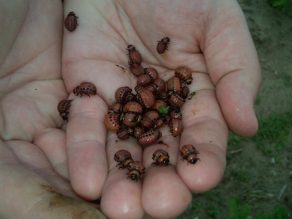 Overseas invader: effective methods of combating the Colorado potato beetle Overseas invader: effective methods of combating the Colorado potato beetle