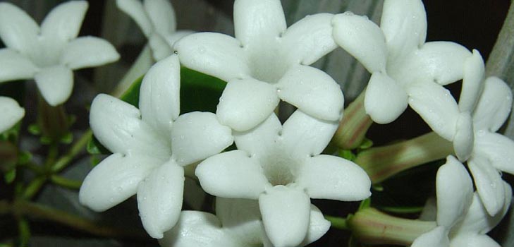 Stephanotis: care and photo