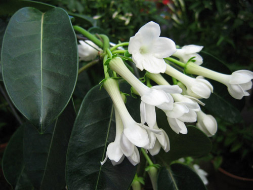 How to take care of Floribunda's stephanotis