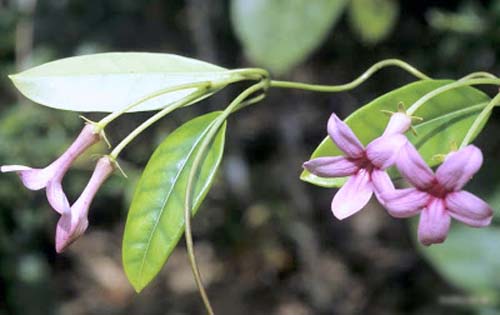 Transplantation of jasmine of Madagascar