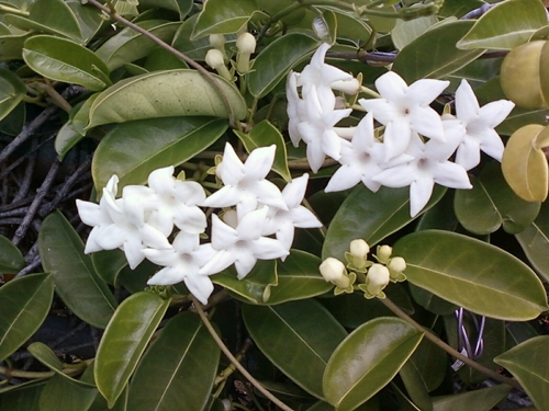 Stephanotis: care and photo