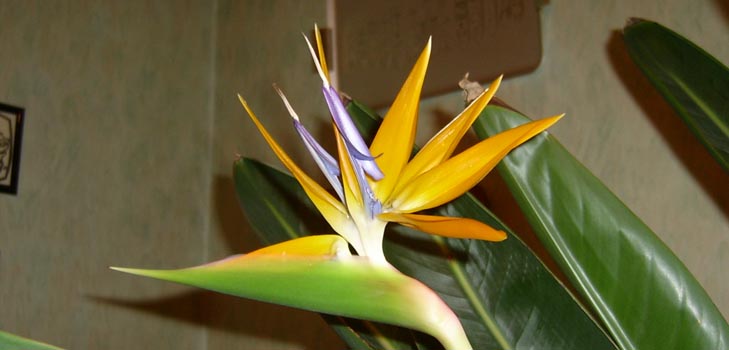 Strelitzia royal: photo and proper care at home