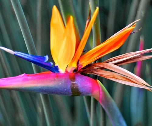 Strelitzia: photo and care at home