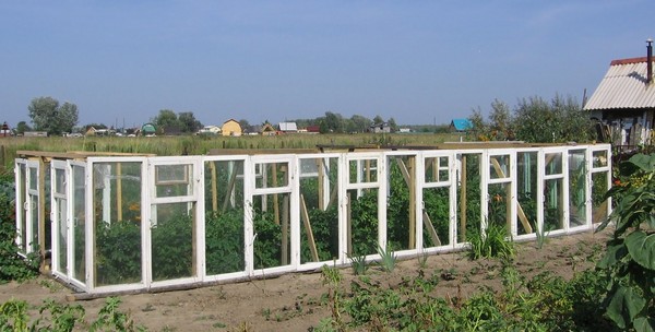 Greenhouse from window frames by own hands - step by step instructions with photo and video