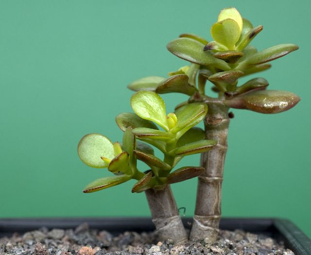 Care for Peony