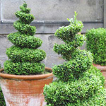 Topiary art Topiary art