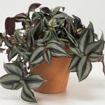 Tradescantia: description and care