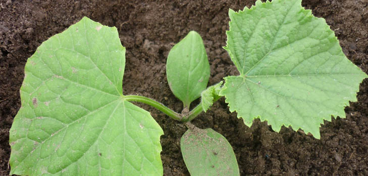 Fertilizers for cucumbers: types and methods of fertilizing
