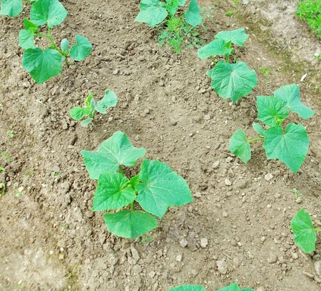 Fertilizers for cucumbers: types and methods of fertilizing