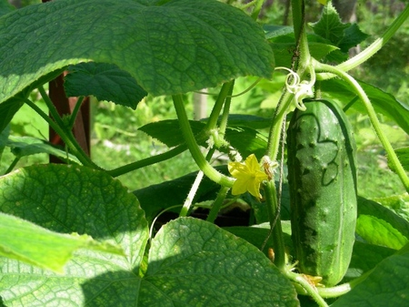 Fertilizers for cucumbers: types and methods of fertilizing