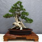 Care for bonsai Care for bonsai