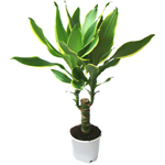 Care for dracaena