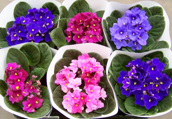 Care of Violets (Saintpaulia)