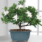 Care for gardenia at home, photo