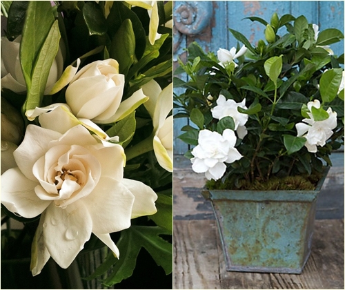 Care for gardenia at home, photo Care for gardenia at home, photo