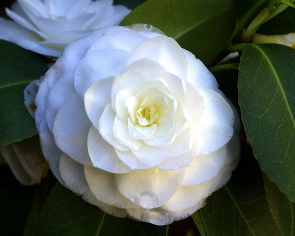 Caring for camellia at home, photo