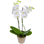 Orchid