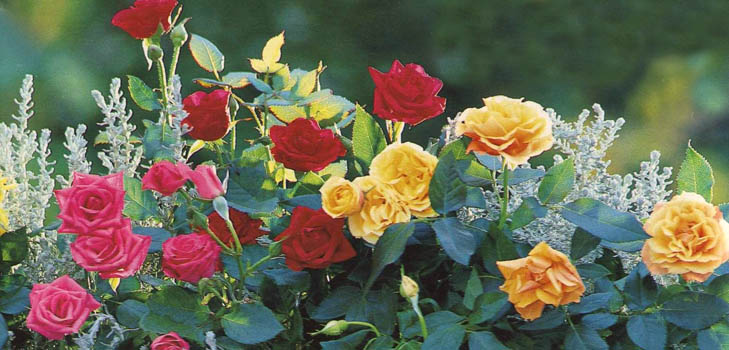 Caring for roses after winter Caring for roses after winter