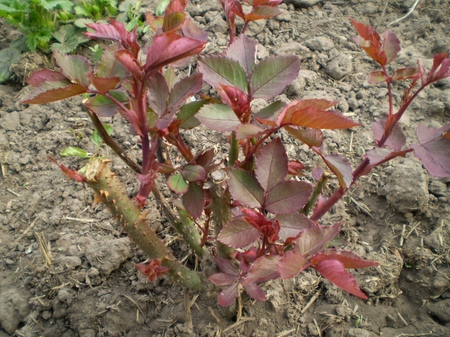 Caring for roses after winter Caring for roses after winter