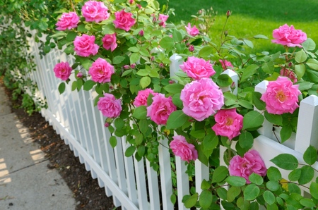 Caring for roses after winter Caring for roses after winter
