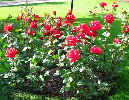Caring for roses after winter