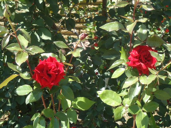 How to properly care for garden roses