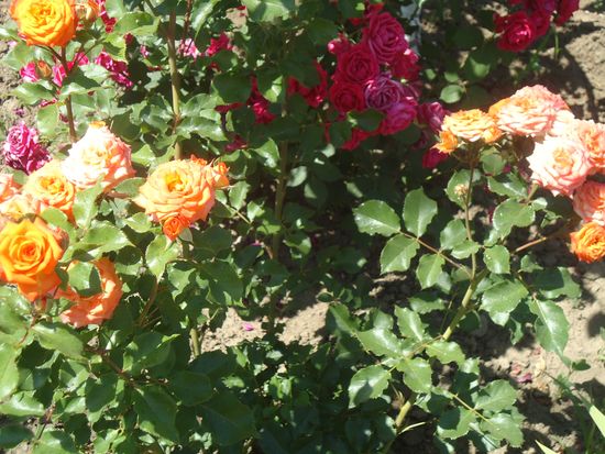How to properly care for garden roses