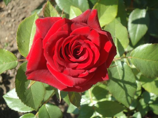 How to properly care for garden roses