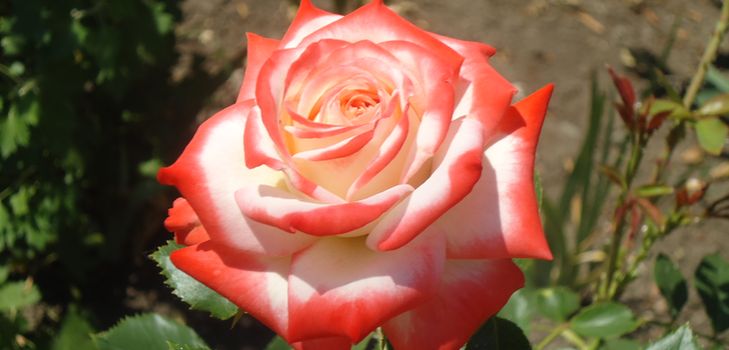 How to properly care for garden roses