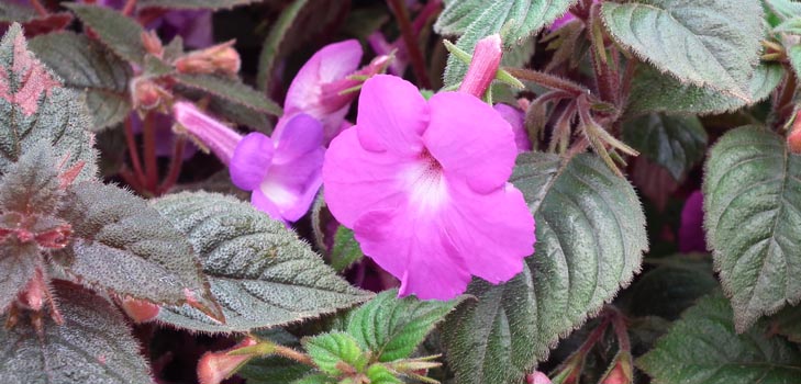 Magnificent achymenes: photos of different varieties