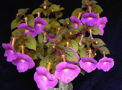 Cultivation of achymenes