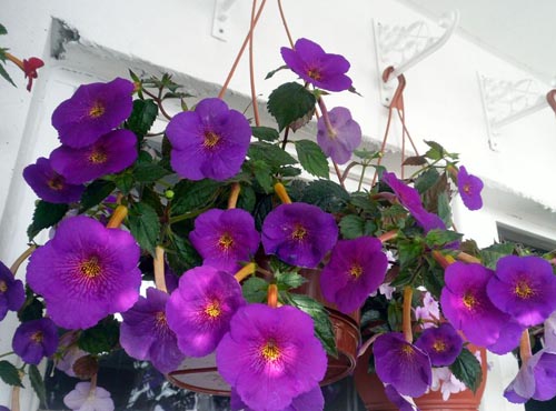 Magnificent achymenes: photos of different varieties