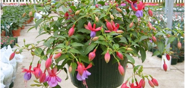 fuchsia flower